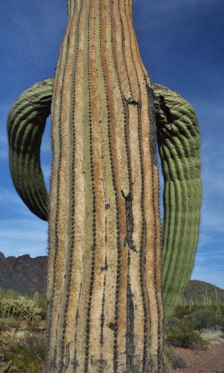 cactus personalities
